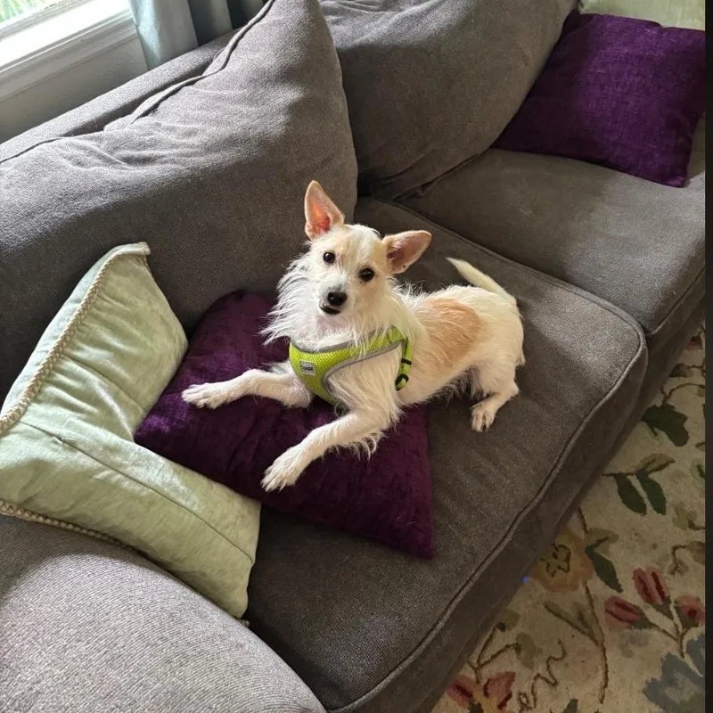An adult small-sized male Cairn Terrier dog named Cha Cha for adoption in Jacksonville, FL