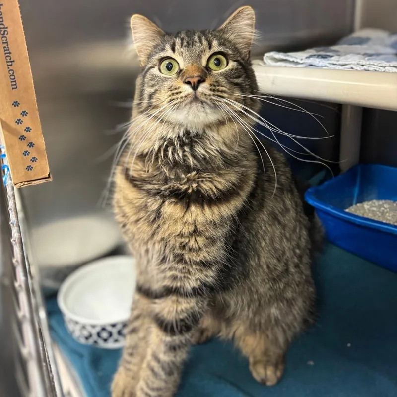 An adult medium-sized male Brown / Chocolate Domestic Medium Hair cat named Hecray for adoption in Fargo, ND