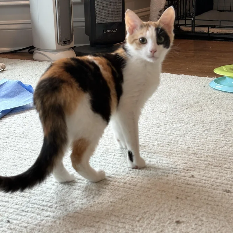 A baby small-sized female Calico Calico cat named Ginger for adoption in Wanaque, NJ