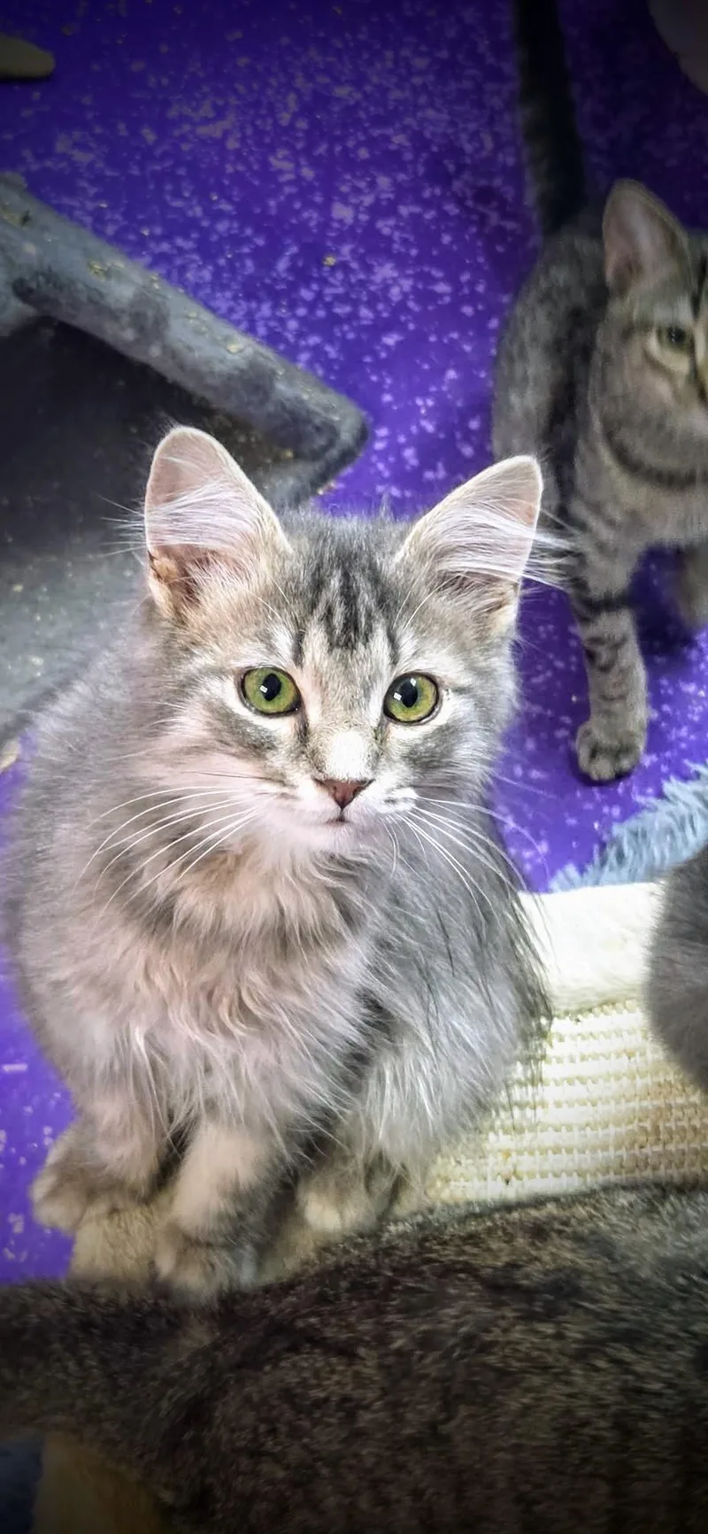 A baby medium-sized female Gray / Blue / Silver Domestic Long Hair cat named Austen for adoption in Greensburg, PA