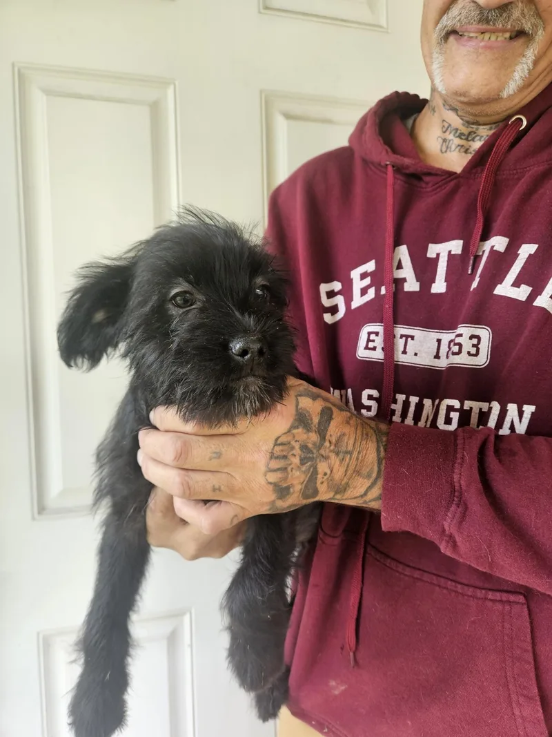 A baby medium-sized male Black Terrier dog named Puppies  Fizz for adoption in Longview, WA