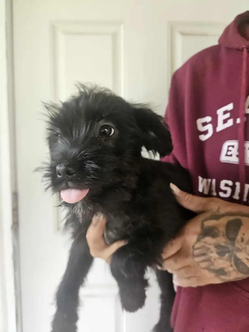 Puppies  Fizz thumbnail 3