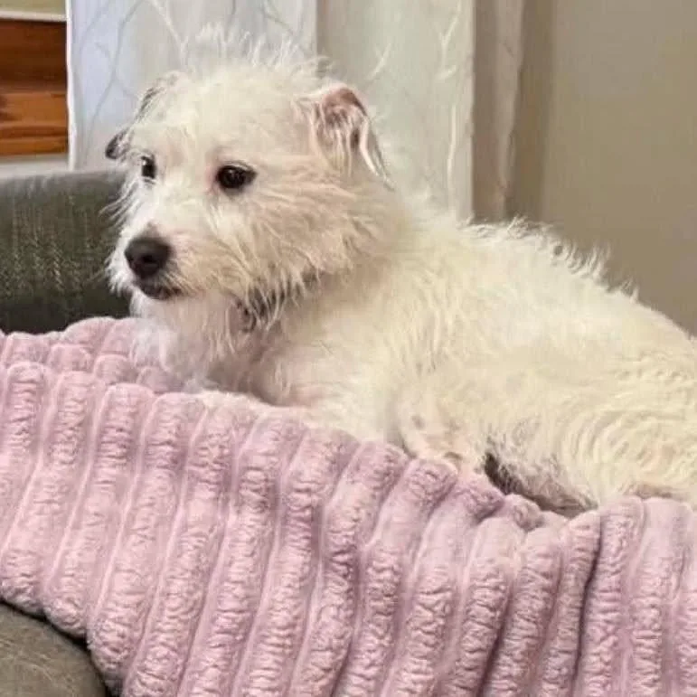 An adult small-sized male White / Cream Parson Russell Terrier dog named Bandit . for adoption in Grand Island, NE