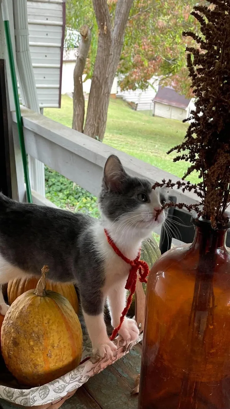 A baby medium-sized male Gray & White Domestic Short Hair cat named Thunder & Puddle for adoption in Cosby, TN