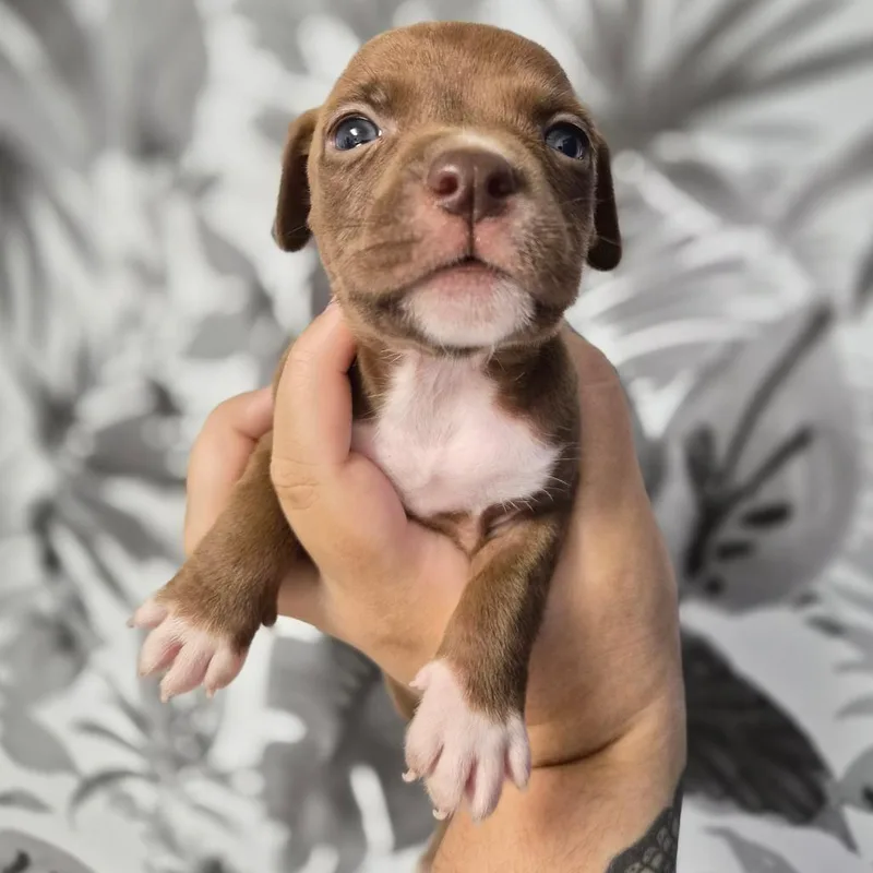 A baby medium-sized female Brown / Chocolate Basset Hound dog named Vegas for adoption in Wahiawa, HI