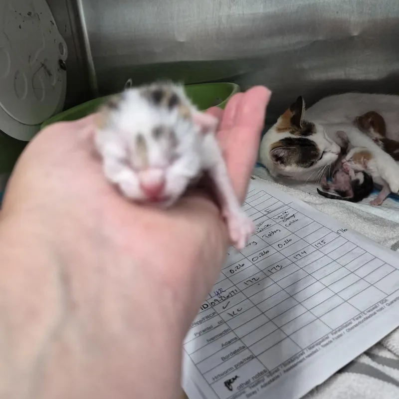A baby small-sized male White Domestic Short Hair cat named Sushi for adoption in Ardmore, OK