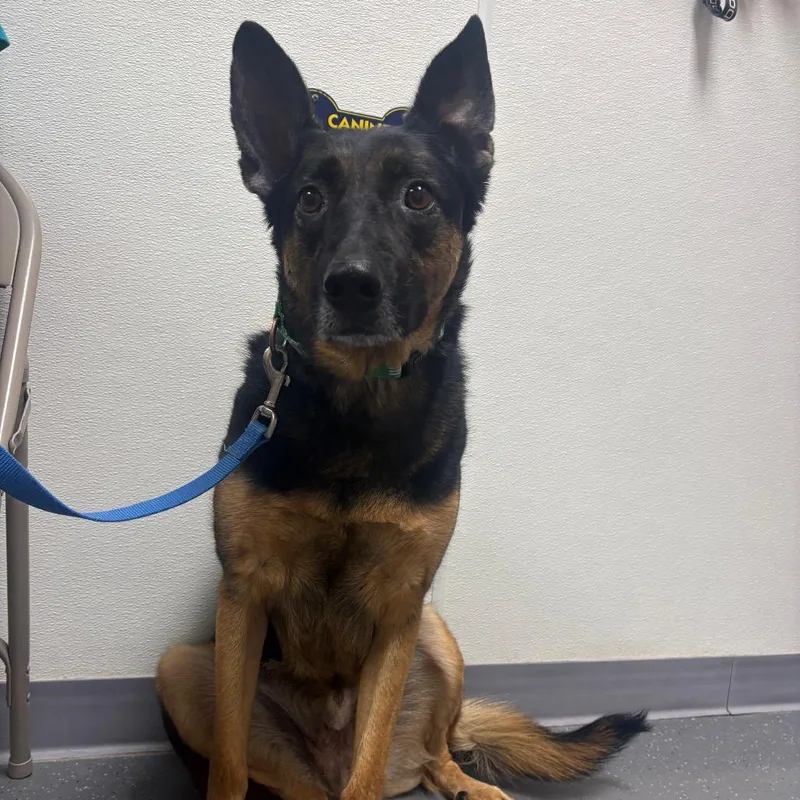 Stray Hold Odin