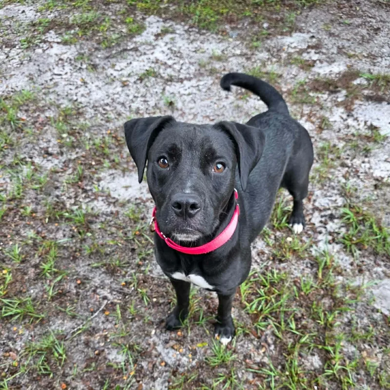 An adult medium-sized female Black Mixed Breed dog named Fern for adoption in Umatilla, FL
