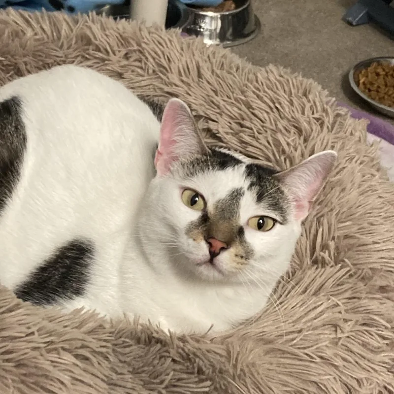 An adult medium-sized female White Domestic Short Hair cat named Pancha for adoption in South Elgin, IL