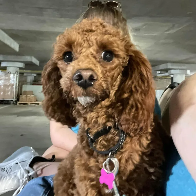 A young small-sized female Yellow / Tan / Blond / Fawn Cavalier King Charles Spaniel dog named Ginger for adoption in Sinking Spring, PA
