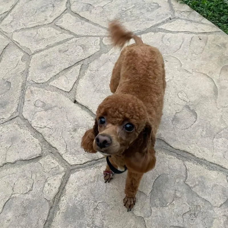 Ginger thumbnail 2