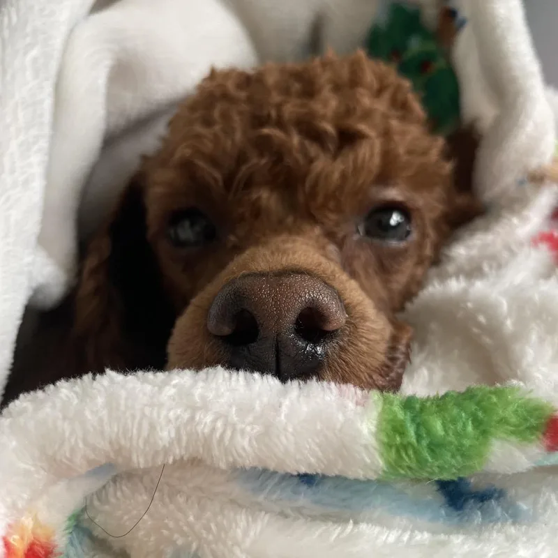 Ginger thumbnail 4