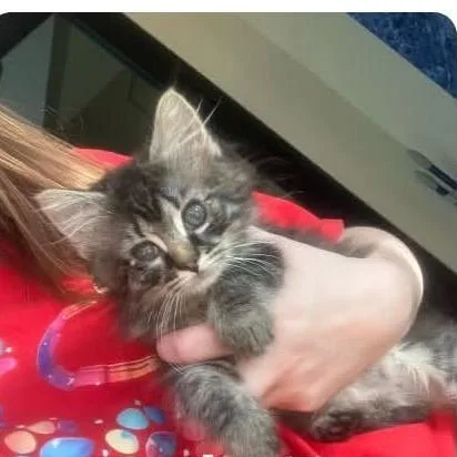 A baby small-sized female Black Domestic Long Hair cat named Meredith  in Union for adoption in Alexandria, VA