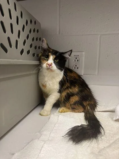 An adult small-sized female White Domestic Short Hair cat named Calliope for adoption in Kansas City, MO