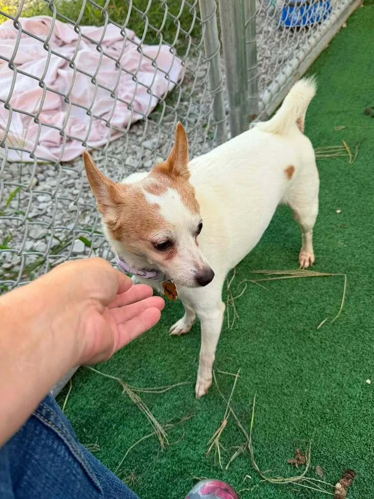 A senior small-sized female Chihuahua dog named Bogey for adoption in Waterloo, IL