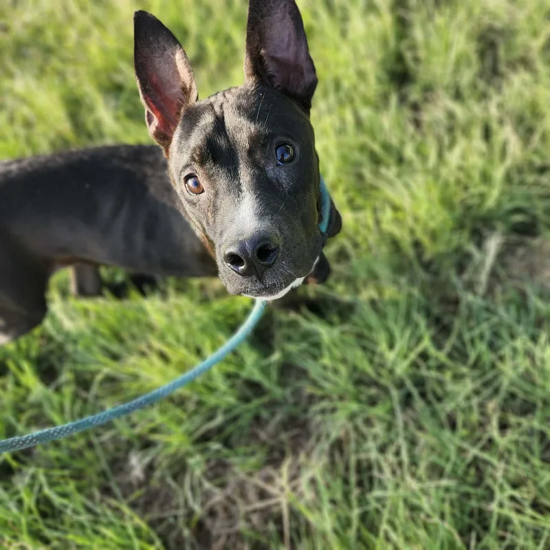 A young medium-sized male Black Pit Bull Terrier dog named Dodders for adoption in Graham, TX
