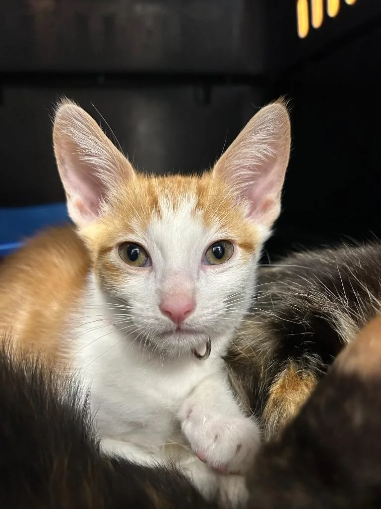 A baby small-sized male Domestic Short Hair cat named Max for adoption in Thousand Oaks, CA