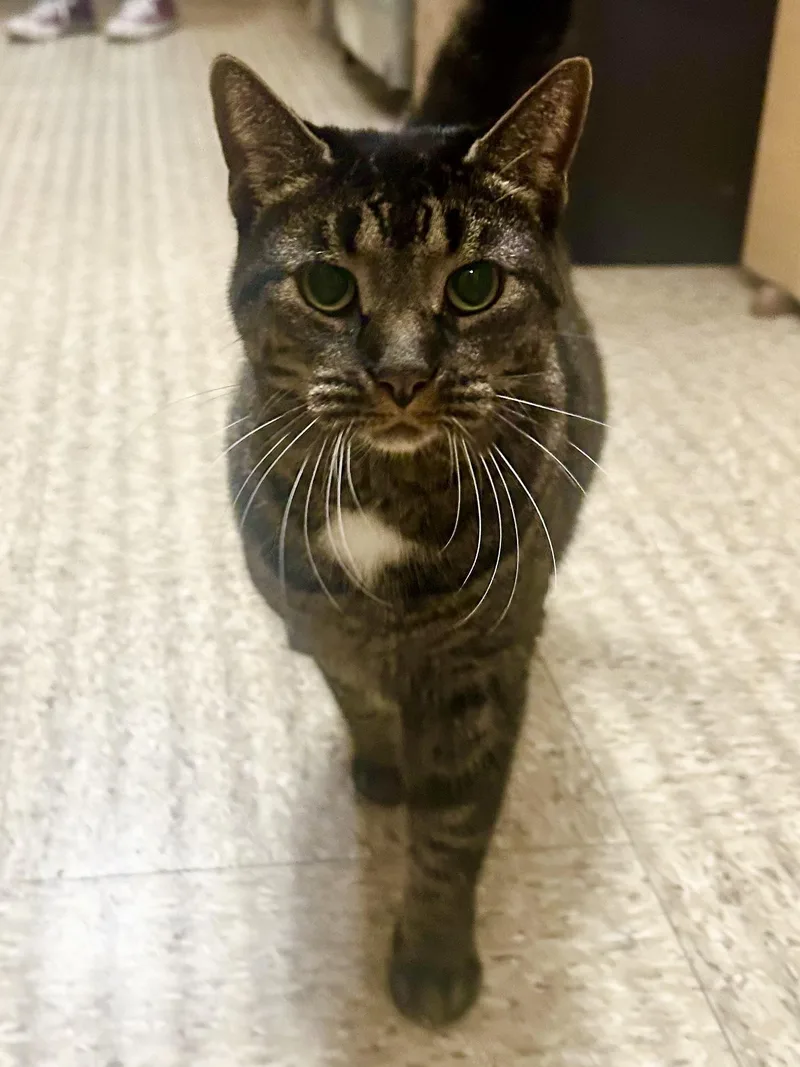 An adult medium-sized male Tabby (Brown / Chocolate) Domestic Short Hair cat named Gucci for adoption in Worcester, MA