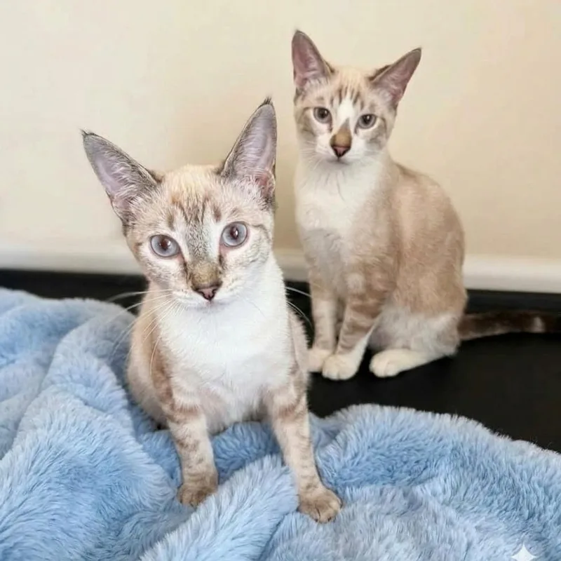 A baby medium-sized female Siamese cat named Bonnie for adoption in SCOTTSDALE, AZ