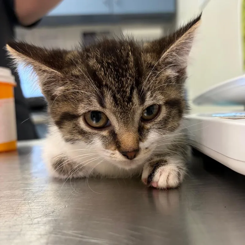 A baby small-sized female Brown / Chocolate Domestic Medium Hair cat named Cady Heron for adoption in Charleston, WV