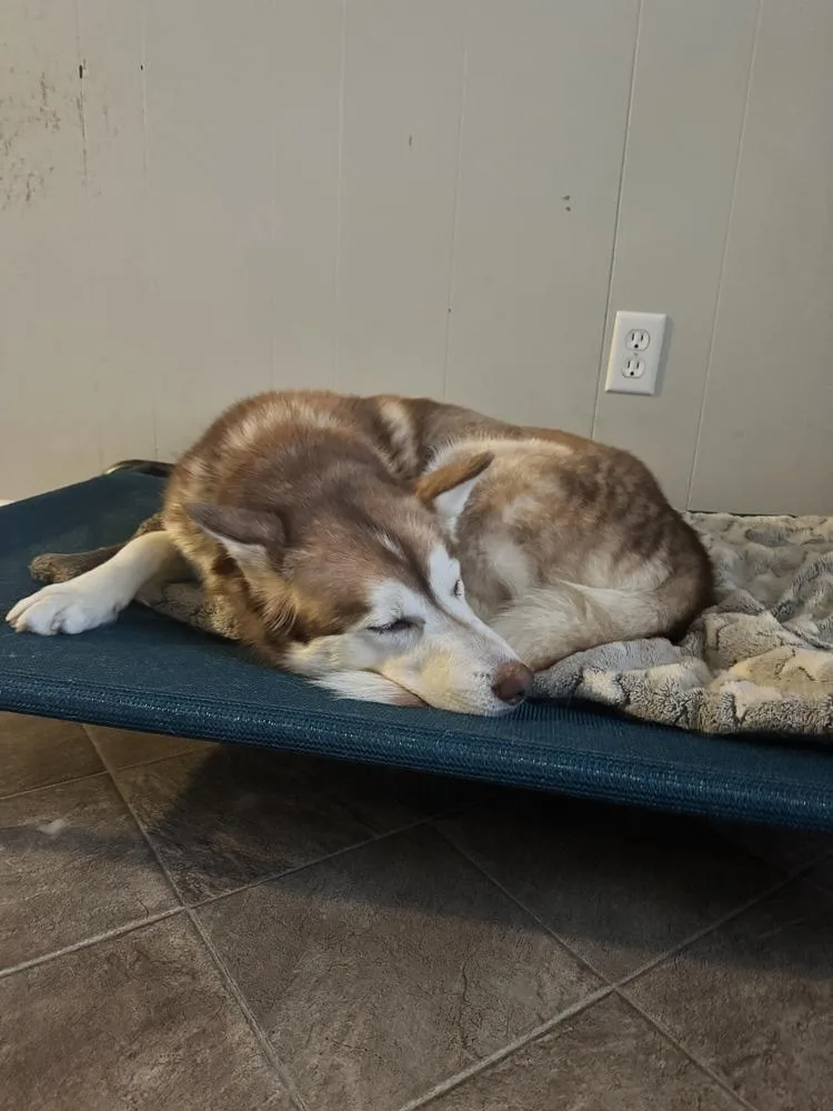 An adult medium-sized female Red / Chestnut / Orange Siberian Husky dog named Soraya for adoption in Franklin, TN