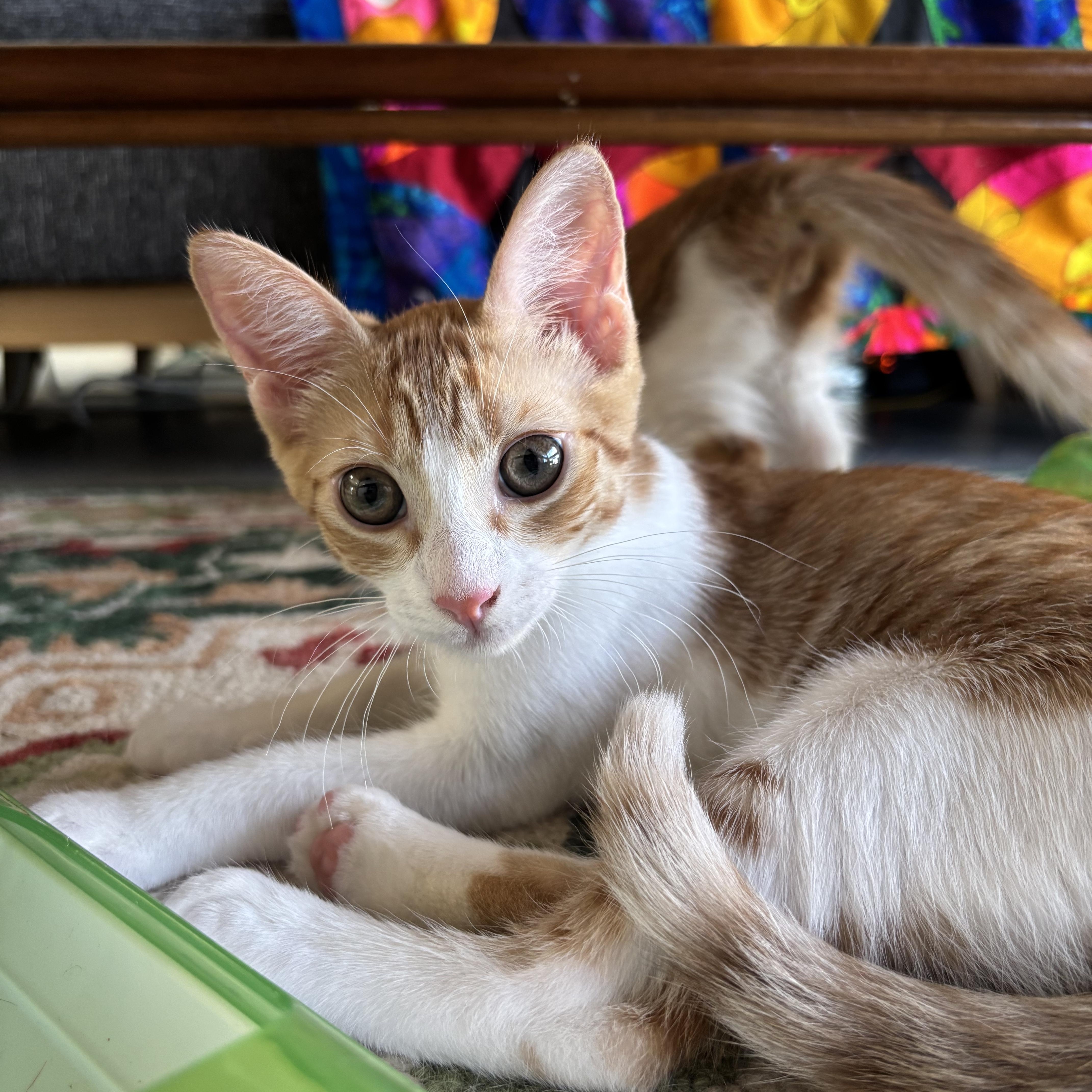 A baby medium-sized male Domestic Short Hair cat named Turbo for adoption in EWA BEACH, HI
