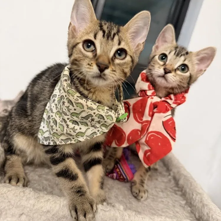 A baby small-sized female Brown / Chocolate Tabby cat named Gia for adoption in Miami, FL