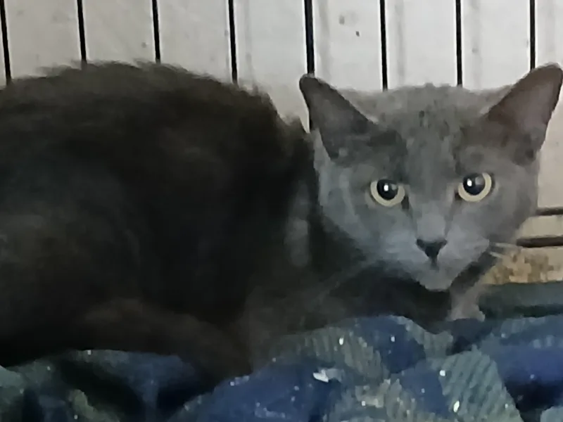 An adult medium-sized female Gray / Blue / Silver Domestic Short Hair cat named Temple Twilight for adoption in Eaton Rapids, MI