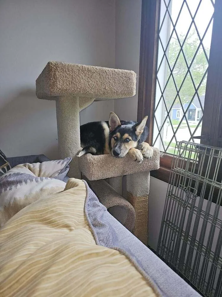A baby small-sized female Brown / Chocolate German Shepherd Dog dog named Greta Iii for adoption in Fredonia, WI