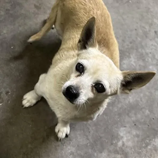 A baby small-sized male Yellow / Tan / Blond / Fawn Chihuahua dog named 26-708 for adoption in Los Banos, CA