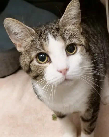 An adult medium-sized female Domestic Short Hair cat named Gumdrop for adoption in Fishers, IN