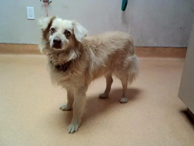 An adult medium-sized male Terrier dog named Bruce for adoption in Martinez, CA