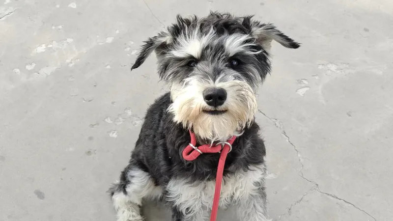 A baby small-sized female Black Miniature Schnauzer dog named Daisy for adoption in Oceanside, CA