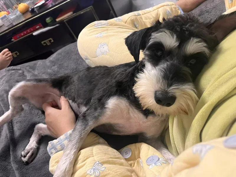 Daisy thumbnail 3