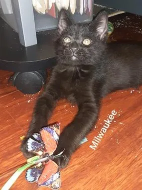 A baby medium-sized male Black Domestic Short Hair cat named Milwaukee for adoption in North Highlands, CA