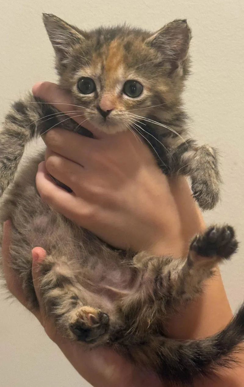 A baby medium-sized female Domestic Short Hair cat named Grace for adoption in Forest, VA