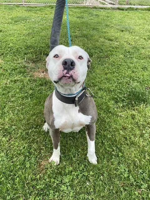 An adult medium-sized female Pit Bull Terrier dog named Marshmallow for adoption in Modesto, CA