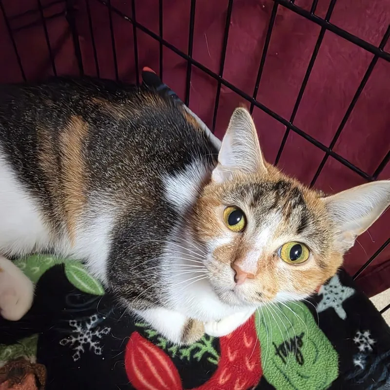 An adult medium-sized female Torbie Domestic Short Hair cat named Lenore Dove for adoption in Oshkosh, WI