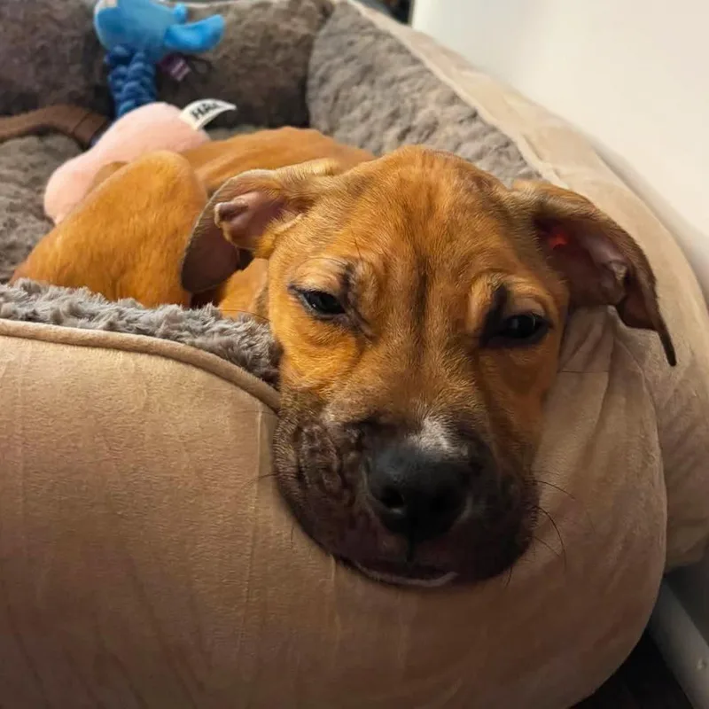 A baby medium-sized female Mixed Breed dog named Popo for adoption in Long Island City, NY