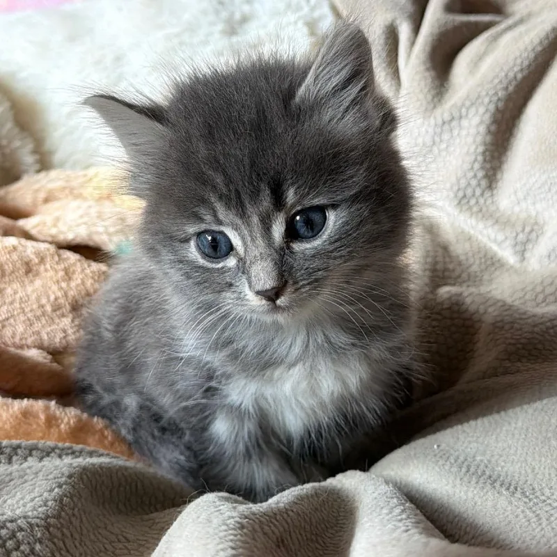 A baby small-sized female Gray / Blue / Silver Domestic Short Hair cat named Rye for adoption in Salem, OR