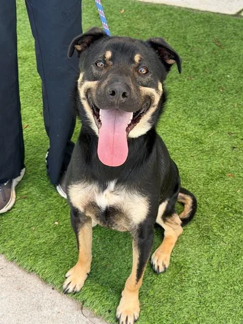 A young large-sized female Terrier dog named Daisy for adoption in Fort Myers, FL