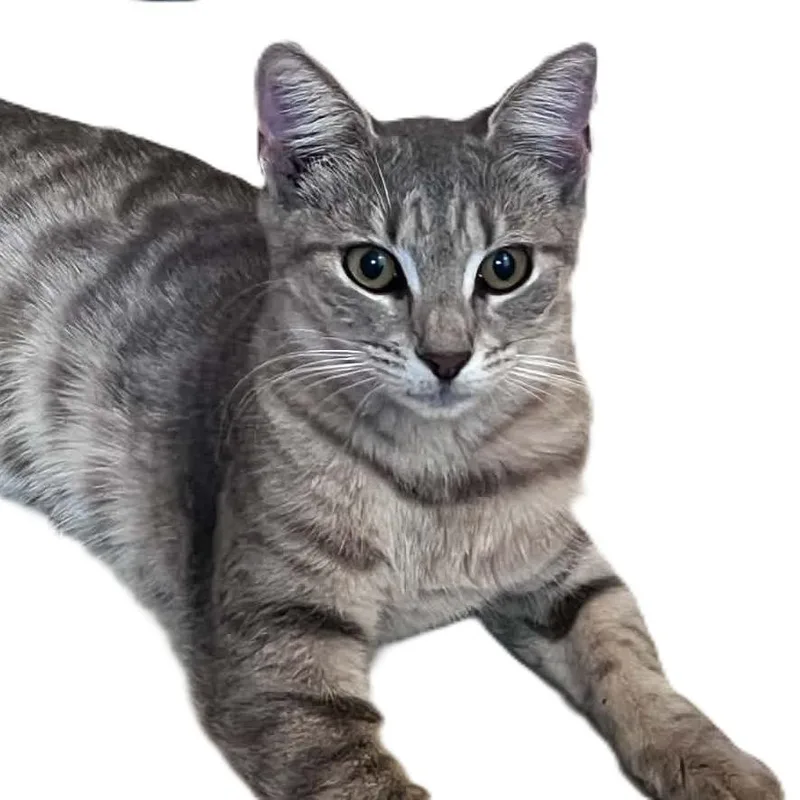 A young medium-sized male Domestic Short Hair cat named Mork for adoption in North Myrtle Beach, SC