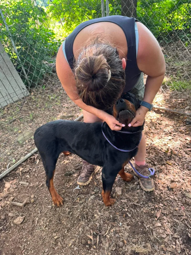An adult large-sized male Rottweiler dog named Gemini for adoption in Hillsboro, NH