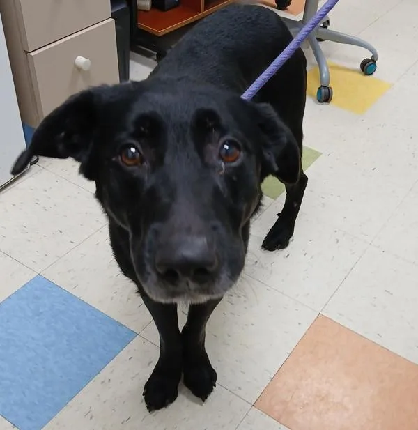 An adult large-sized male Labrador Retriever dog named Rico for adoption in Sioux City, IA