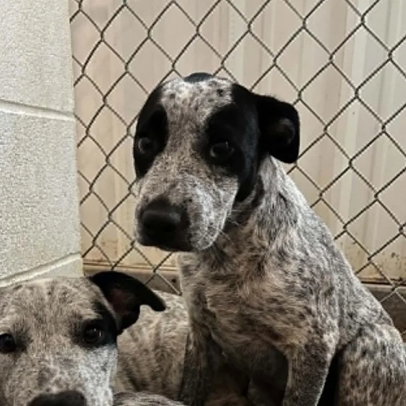 A baby medium-sized female Black Australian Cattle Dog / Blue Heeler dog named Eleanor for adoption in Stephenville, TX