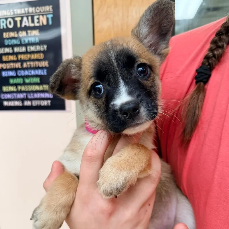 A baby small-sized female Brown / Chocolate Australian Shepherd dog named Snap for adoption in Columbus, GA