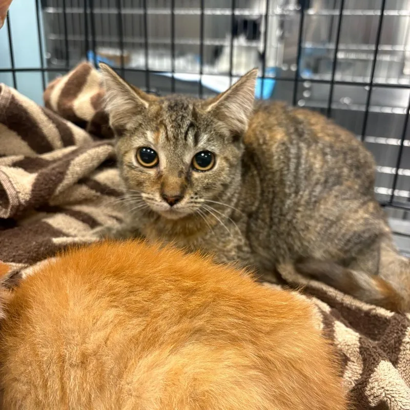 A baby small-sized female Brown / Chocolate Domestic Short Hair cat named Saffron for adoption in Greensboro, NC
