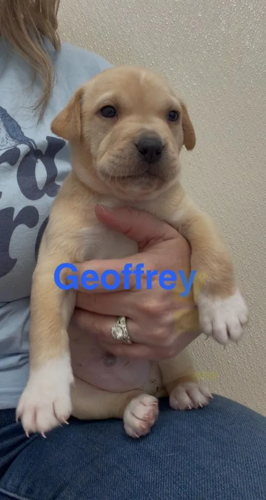 Goffrey thumbnail 2