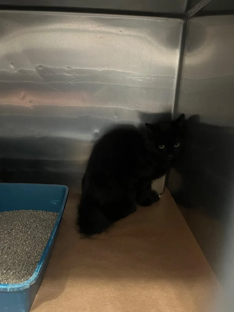 A young large-sized male Domestic Short Hair cat named Lorraine for adoption in Cartersville , GA