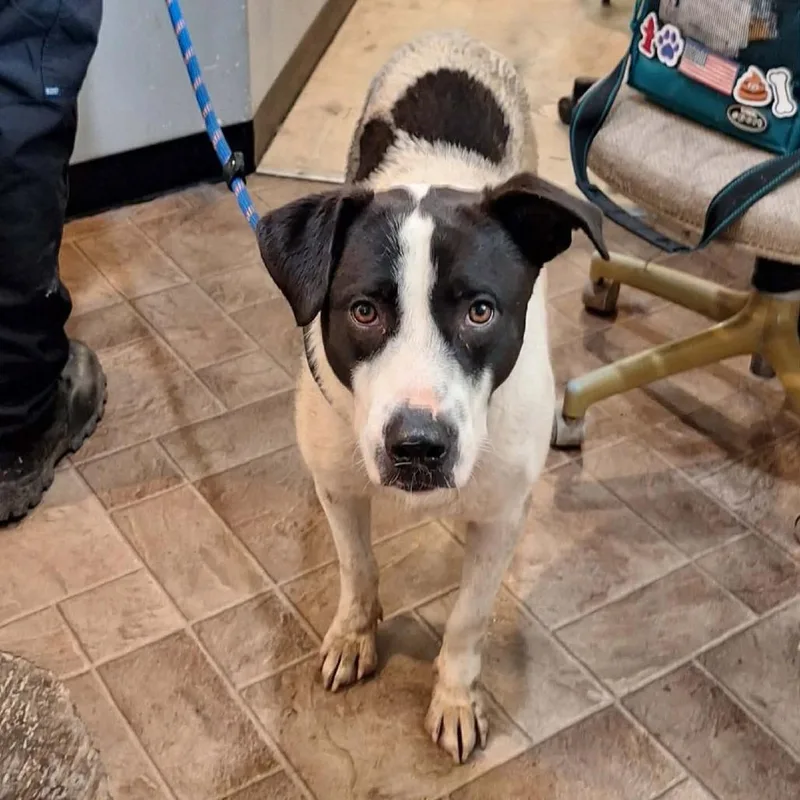 An adult medium-sized male White / Cream Mixed Breed dog named Muddy for adoption in Boaz, AL